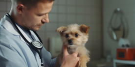 Cinomose canina: sintomas, vacina e prognóstico