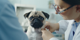 Parvovirose canina: sintomas e como evitar esse vírus mortal