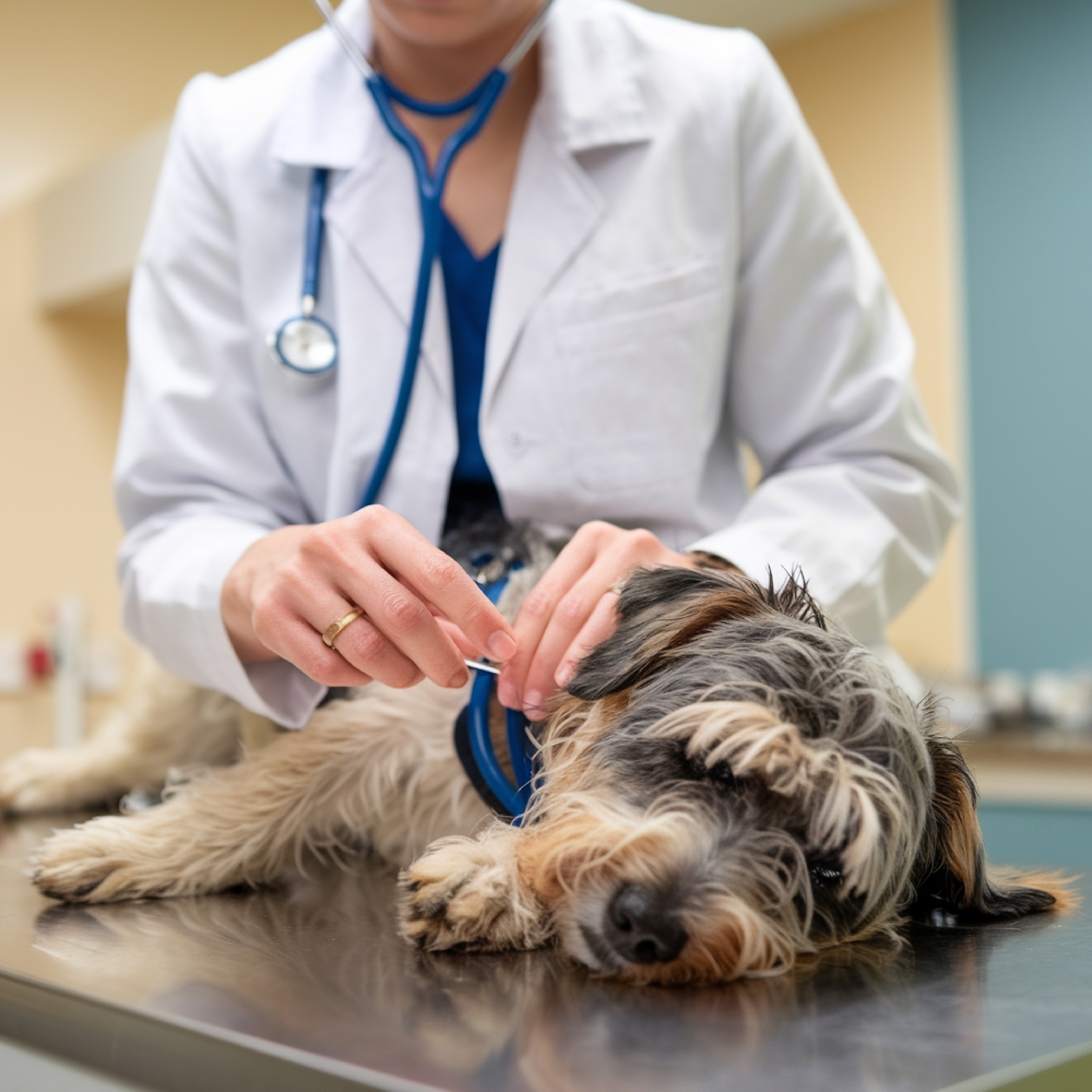 Cão em consulta — dirofilariose