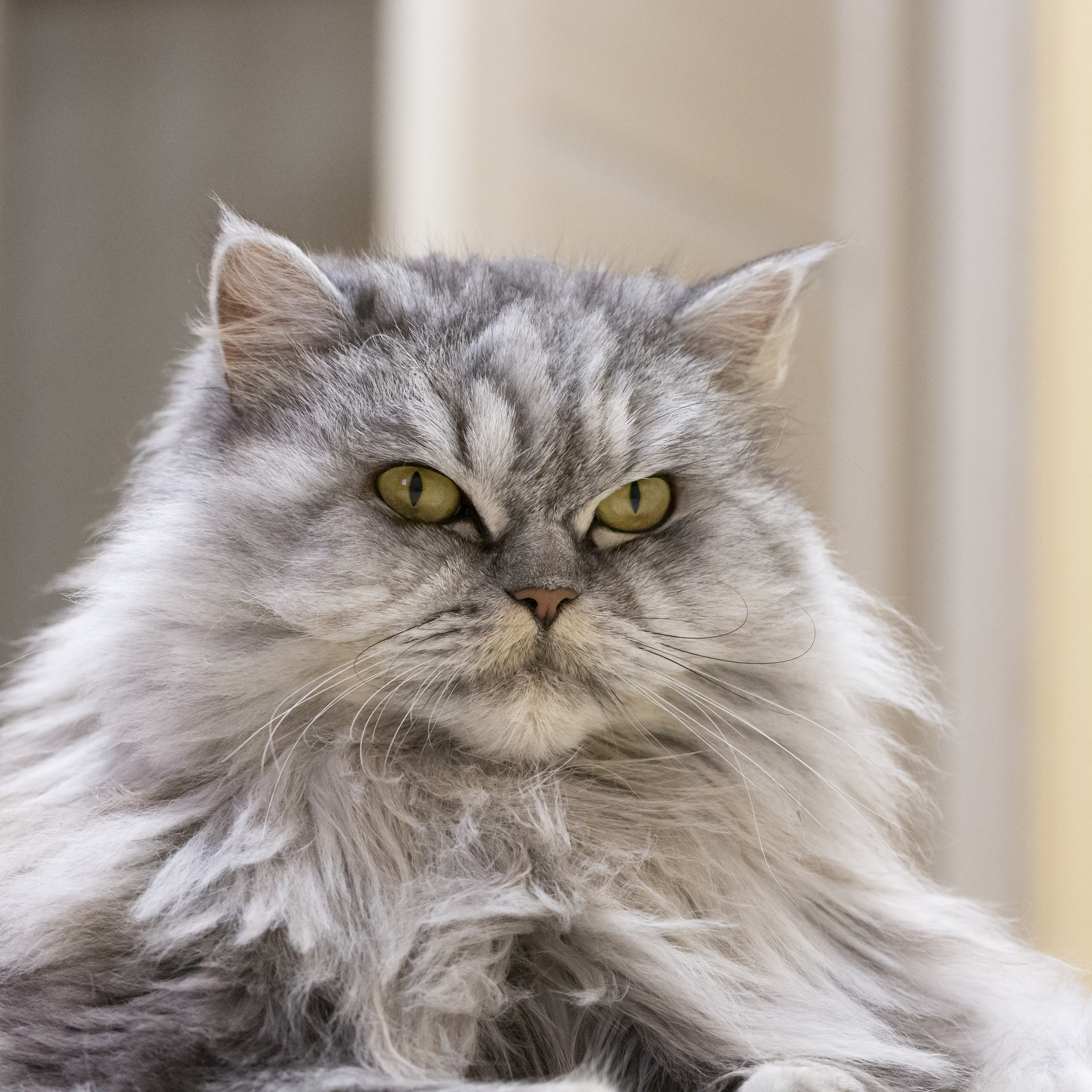 Gato idoso — insuficiência renal