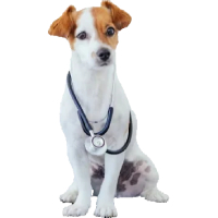 Consultas Veterinária
