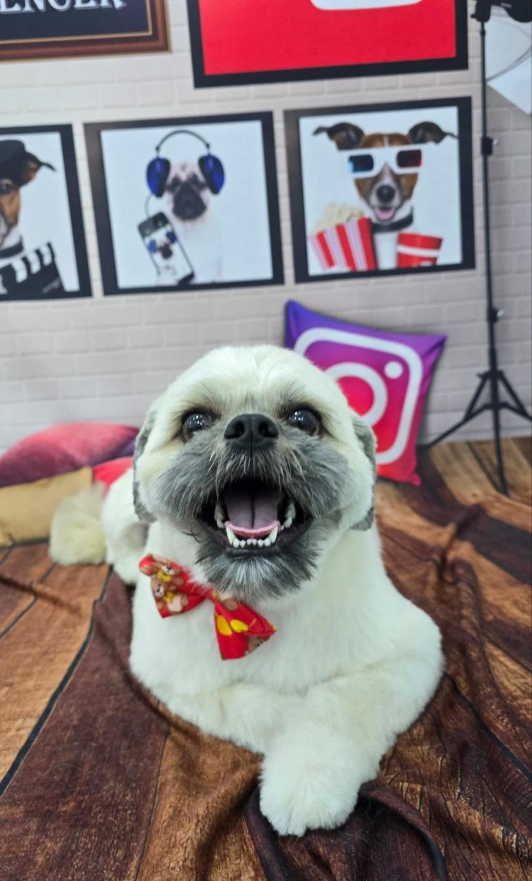 Banho e Tosa — Tosa bebe