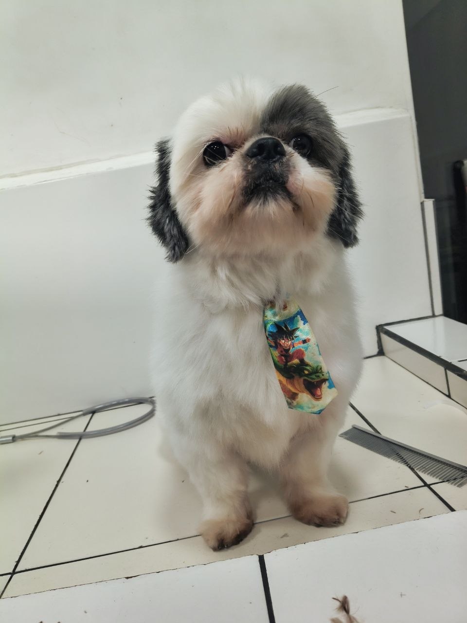 Banho e Tosa