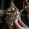 Como dar remédio para gato: 7 técnicas que funcionam
